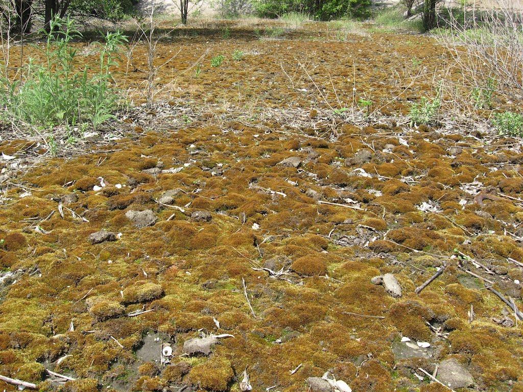 Ракшівка з panoramio.com - Ракшивка