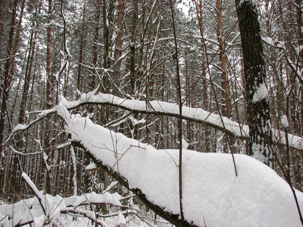 Червона Гута з panoramio.com - Chervona Guta