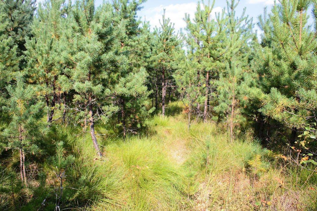 Вовчик з panoramio.com - Волчик
