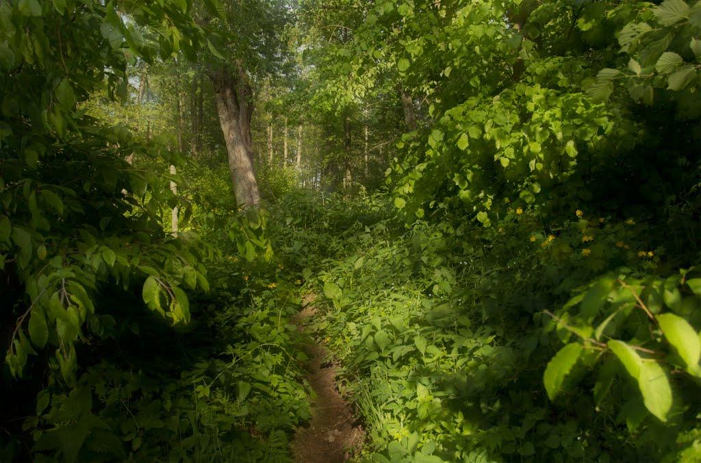 Пиротчине з panoramio.com - Пиротчине