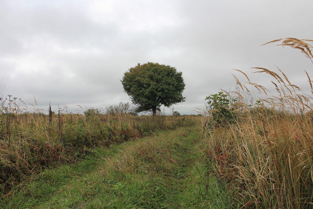 Максимовичі з panoramio.com - Максимовичі
