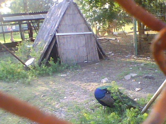 Лазурне з panoramio.com - Лазурное