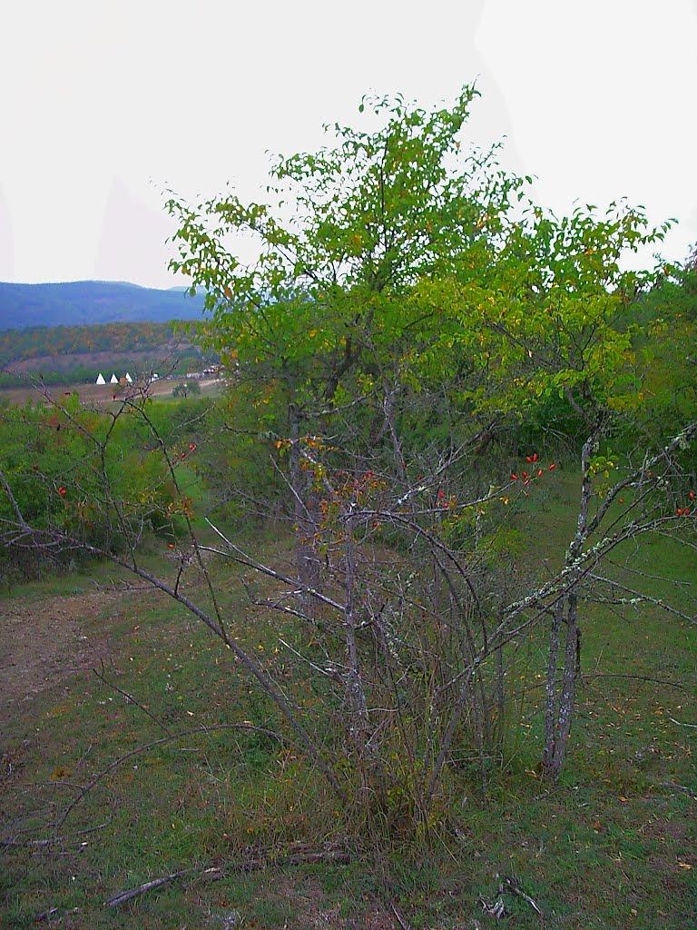 Плотинне з panoramio.com - Плотинне
