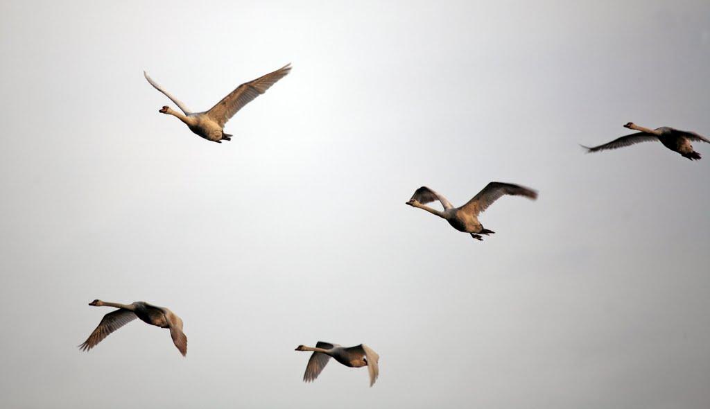 Володимирівка з panoramio.com - Володимирівка