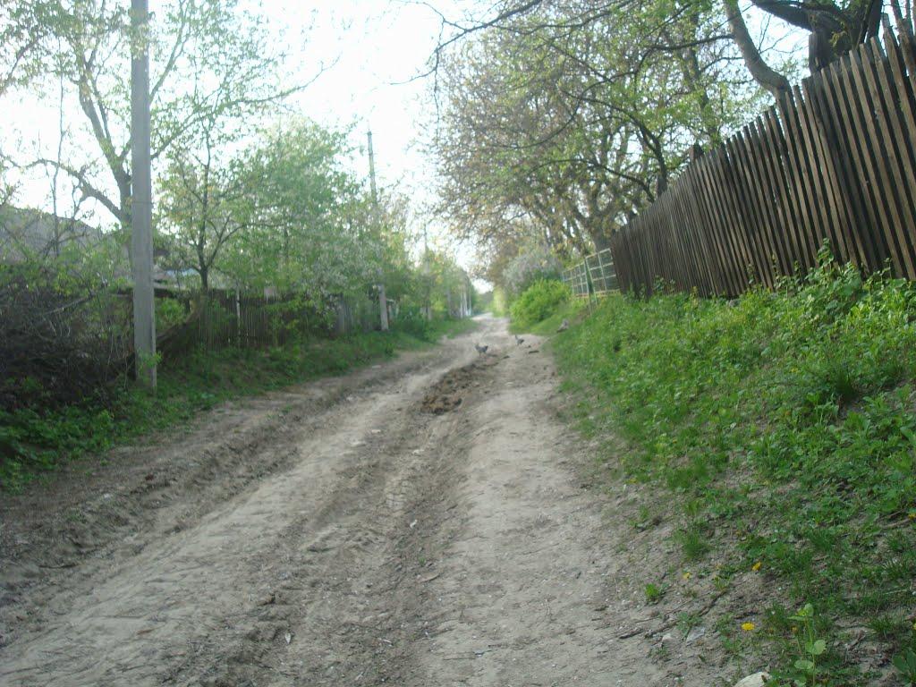 Вільховець з panoramio.com - Вільховець