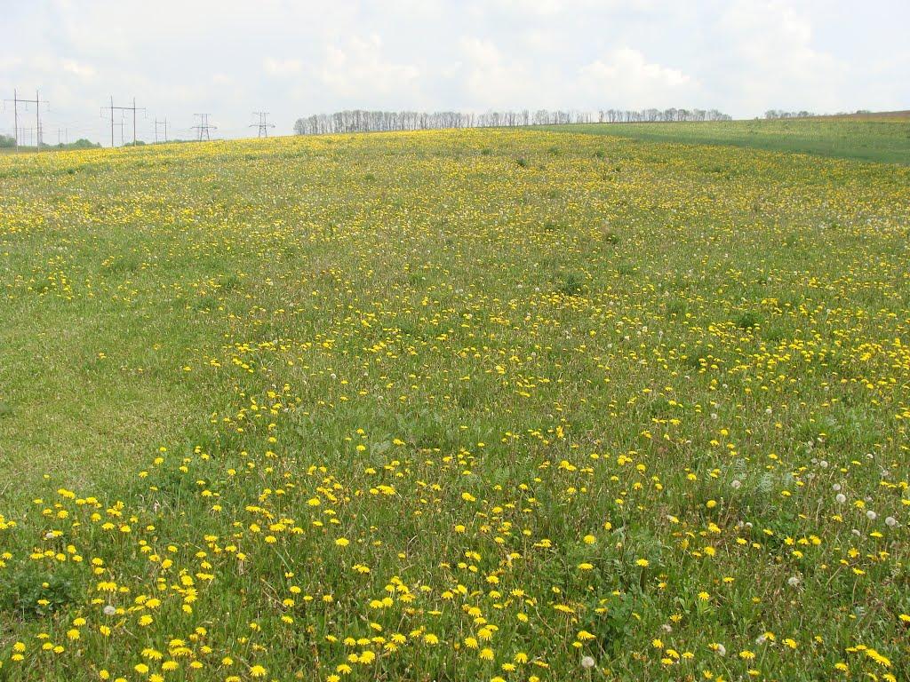 Нова Березівка з panoramio.com - Нова Березівка