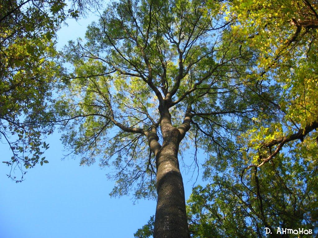 Гірницьке з panoramio.com - Горницкое