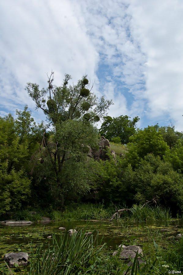 Буки з panoramio.com - Буки