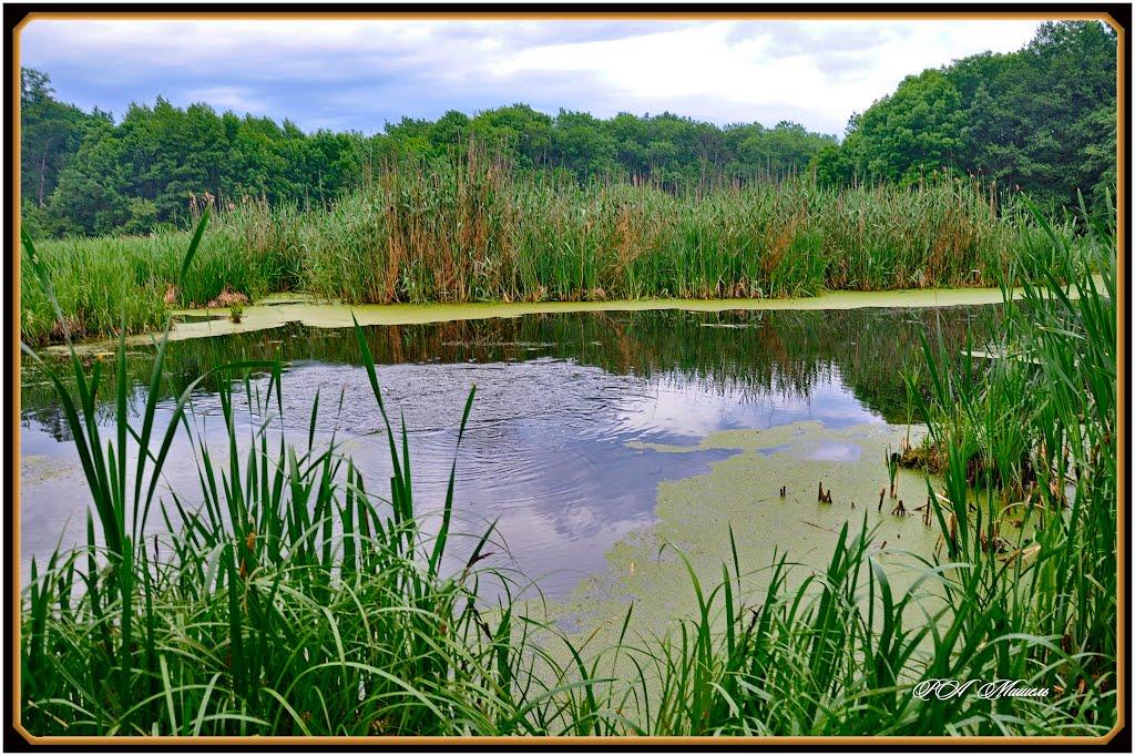 Серебрянка з panoramio.com - Серебрянка
