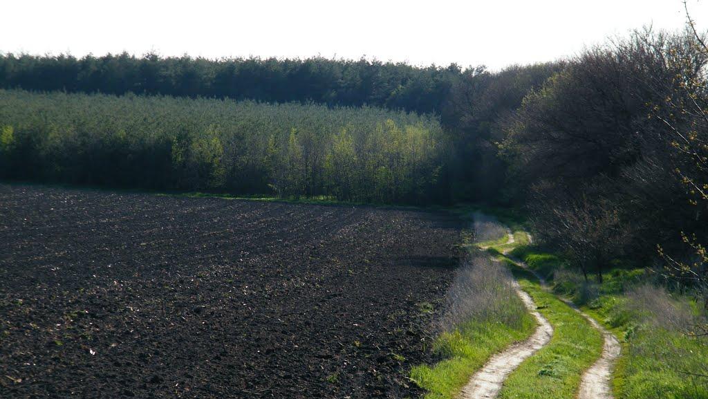 Карпівка з panoramio.com - Карпівка