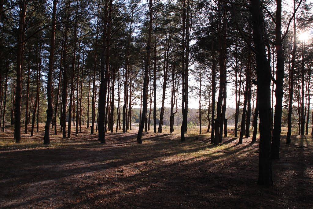 Новоселівка з panoramio.com