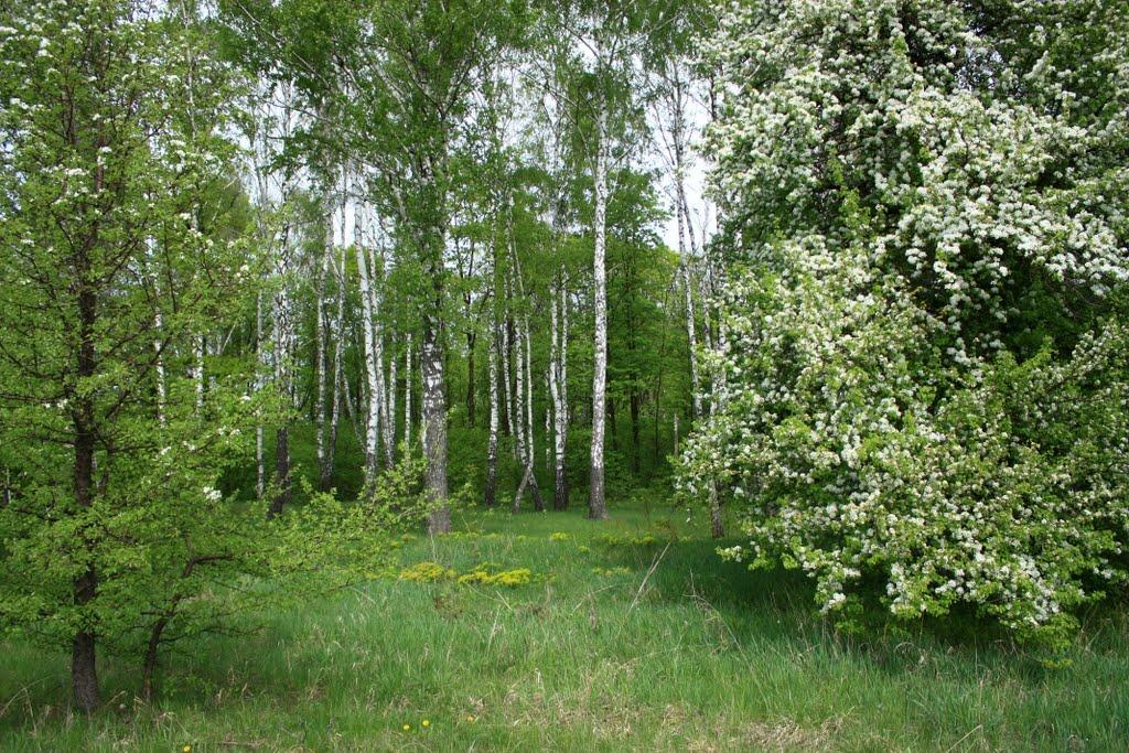 Бурімка з panoramio.com - Бурімка