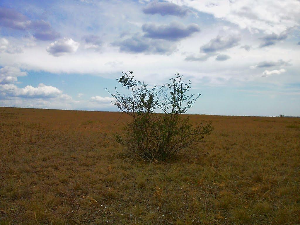 Каштани з panoramio.com - Каштани