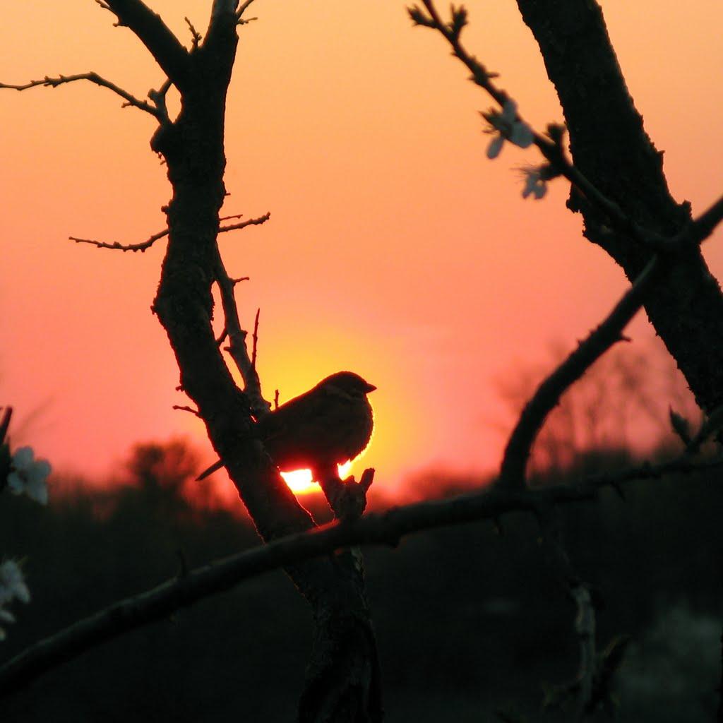 Шпакове з panoramio.com - Шпакове