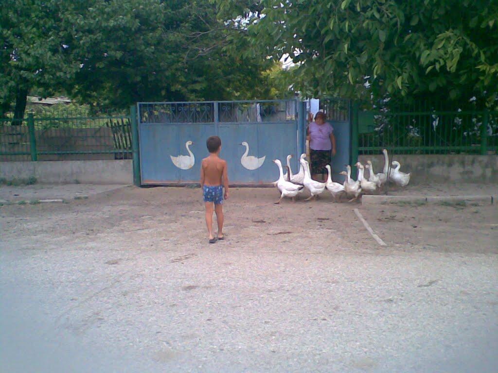 Войкове з panoramio.com - Войкове