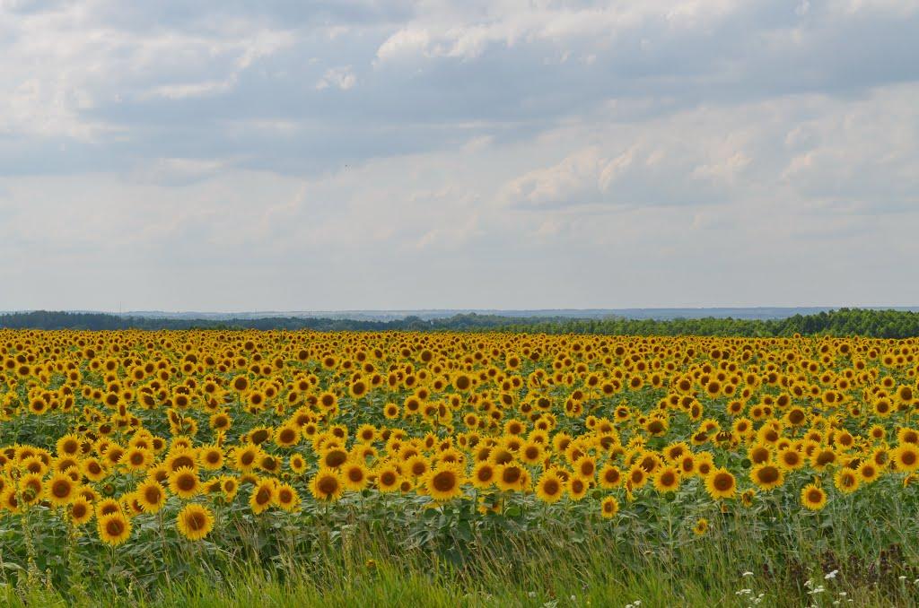 Зубівка з panoramio.com - Зубівка