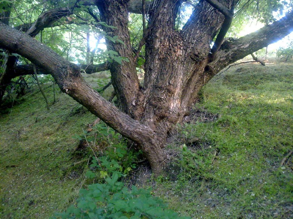 Ракшівка з panoramio.com