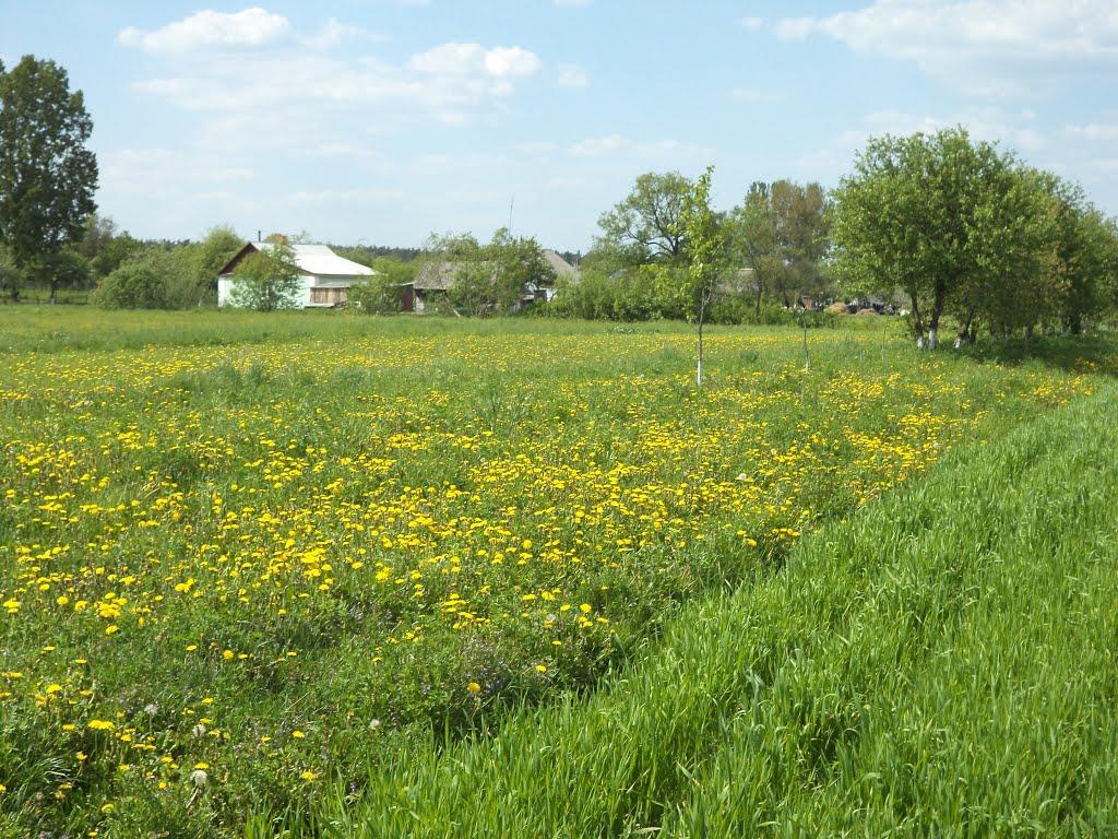 Бодячів з panoramio.com - Бодячів