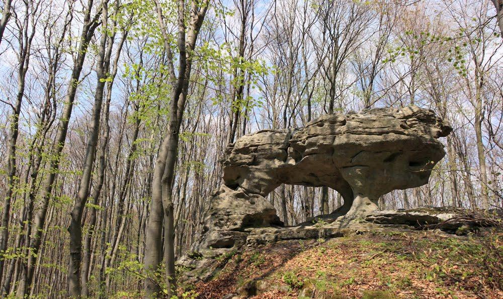 Видра з panoramio.com