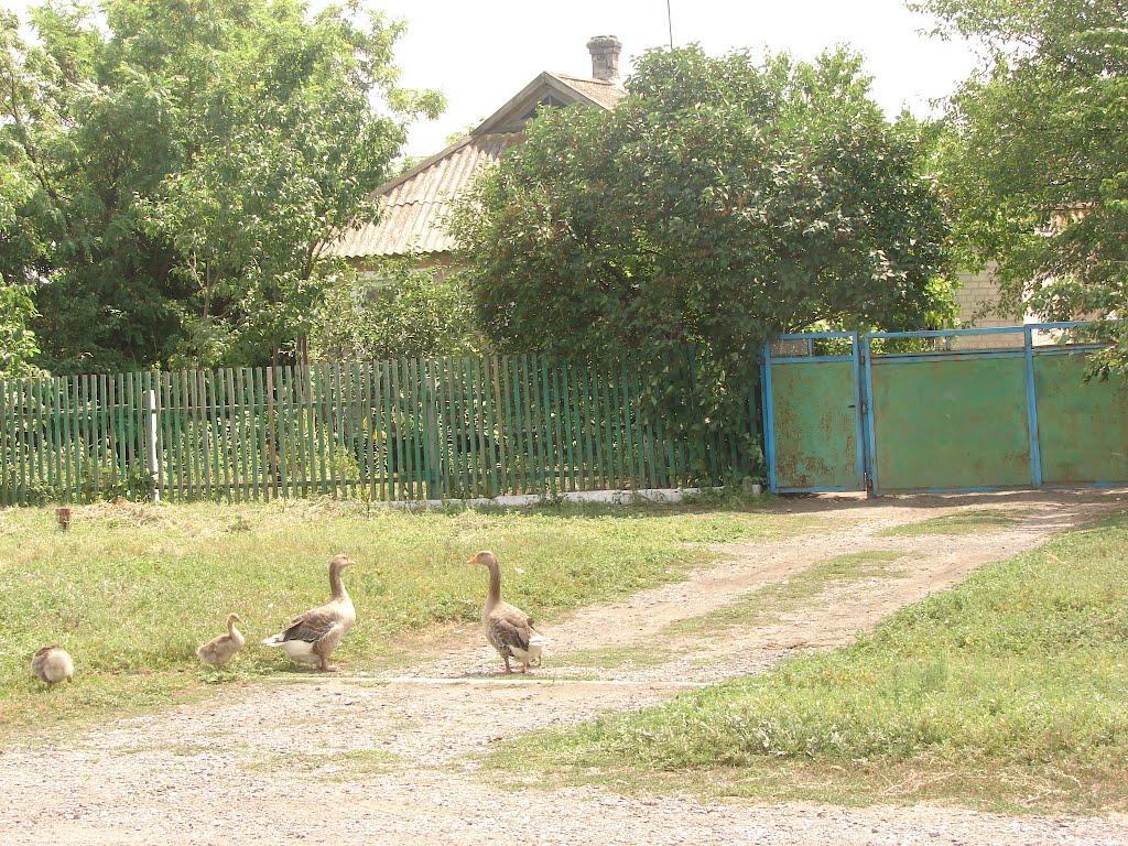 Рози Люксенбург з panoramio.com