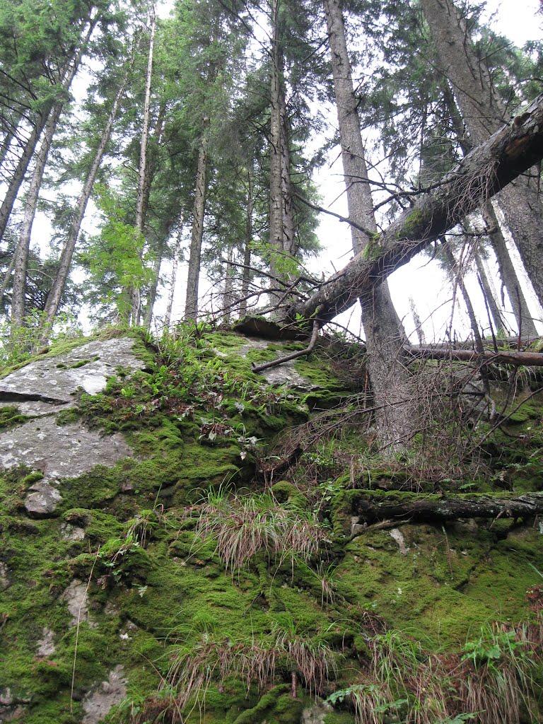 Осмолода з panoramio.com (ч.2) - Осмолода