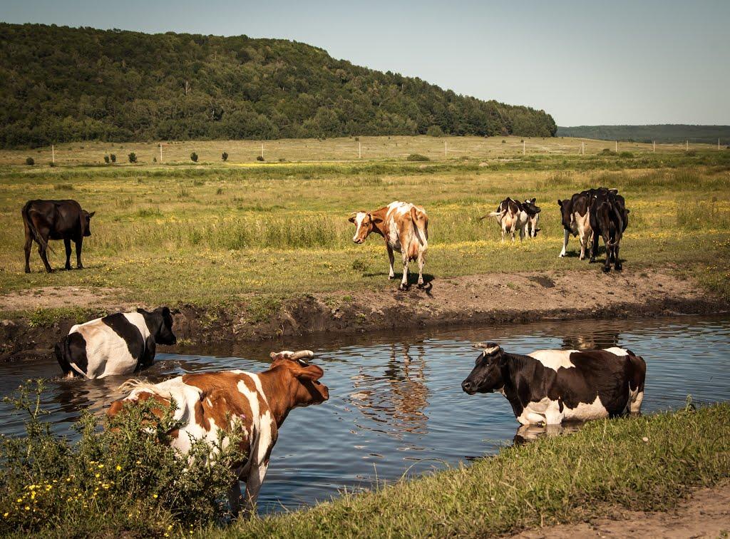 Майдан з panoramio.com - Майдан