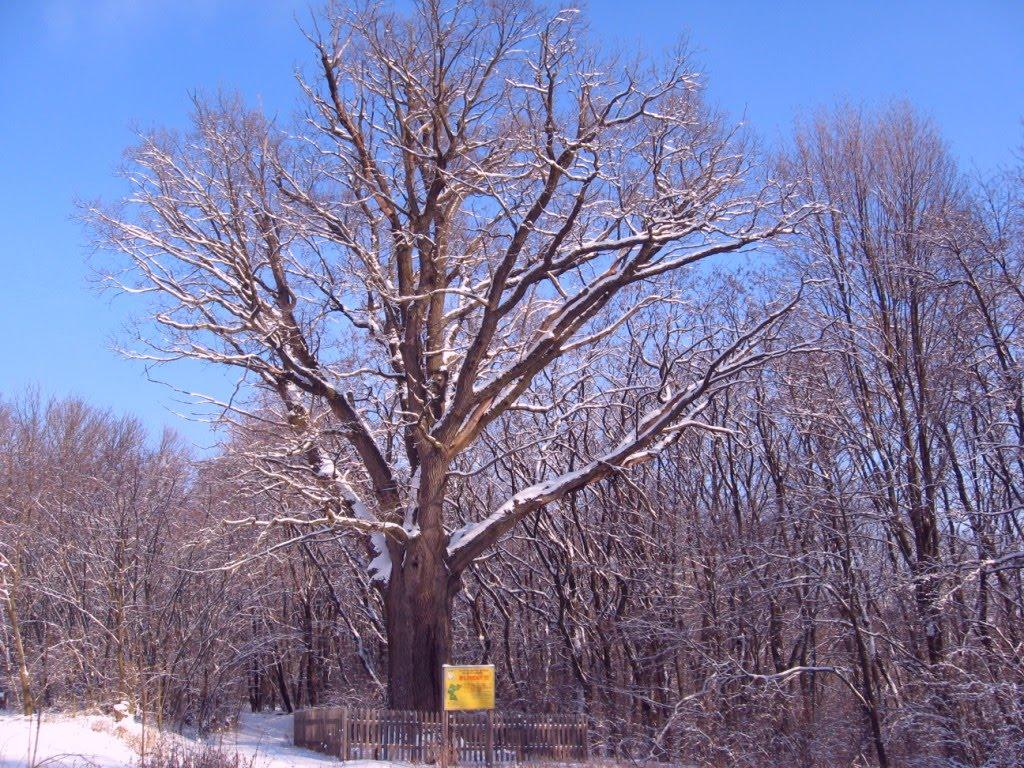 Польова з panoramio.com - Полевая