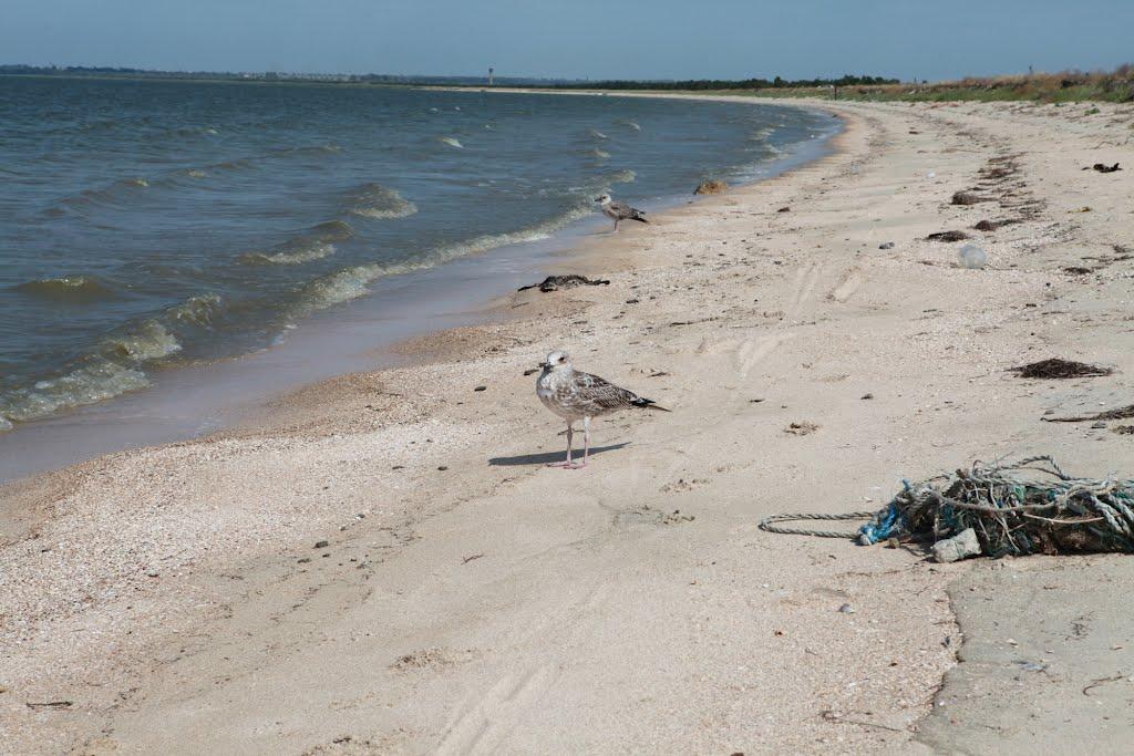 Сєдове з panoramio.com - Седово