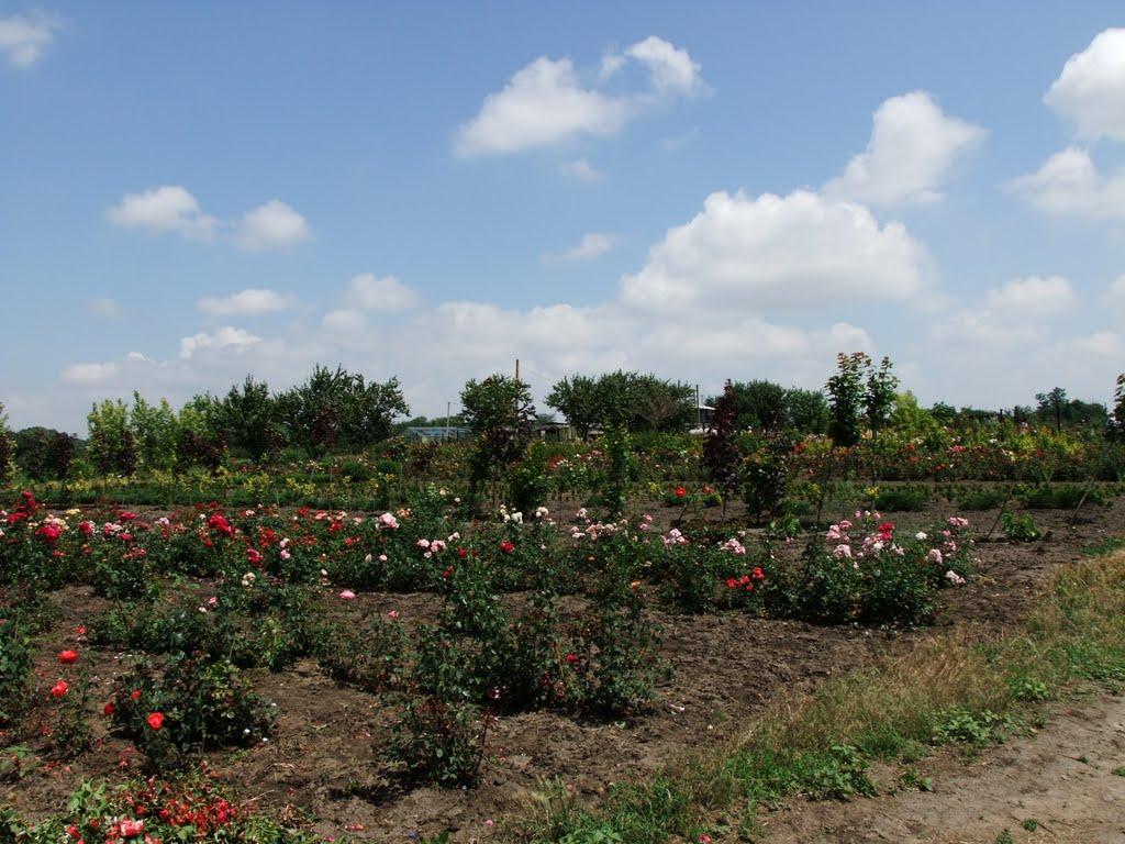 Кірове з panoramio.com - Кирово