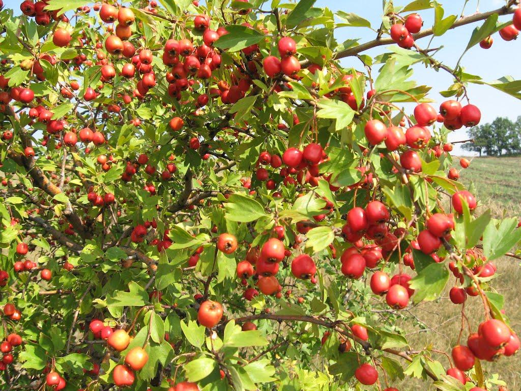 Башмачка з panoramio.com - Башмачка