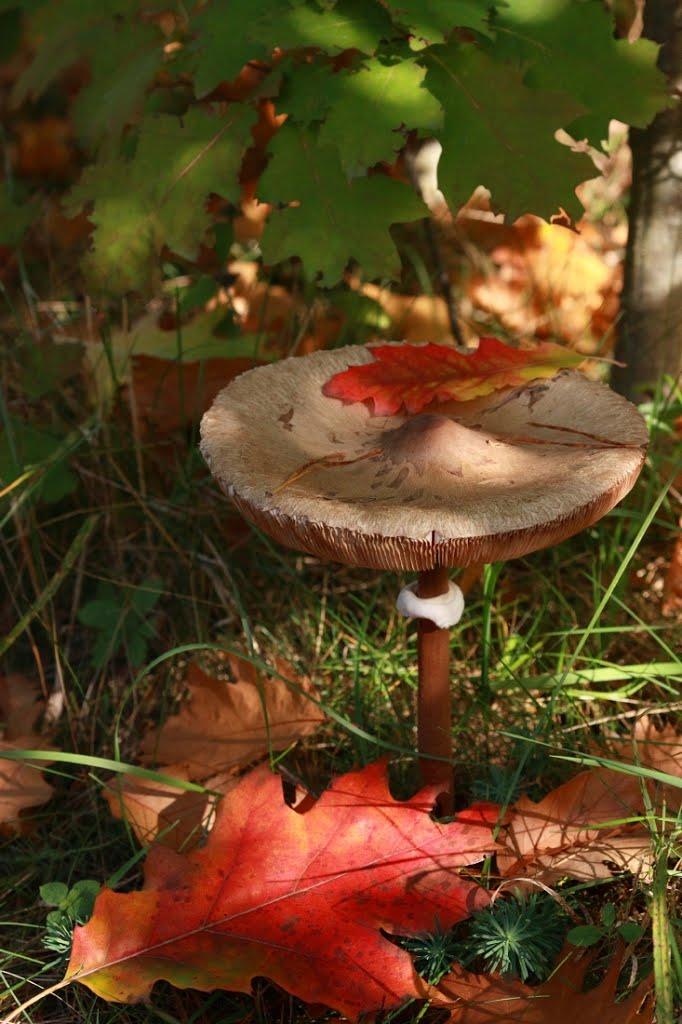 Черемошня з panoramio.com - Черемошня