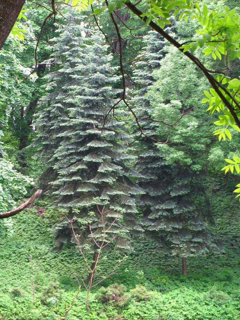 Краснокутськ з panoramio.com - Краснокутск
