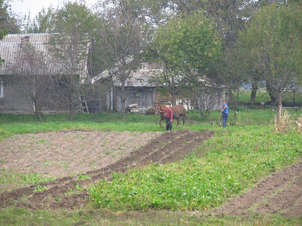 Панасівка з panoramio.com - Панасівка