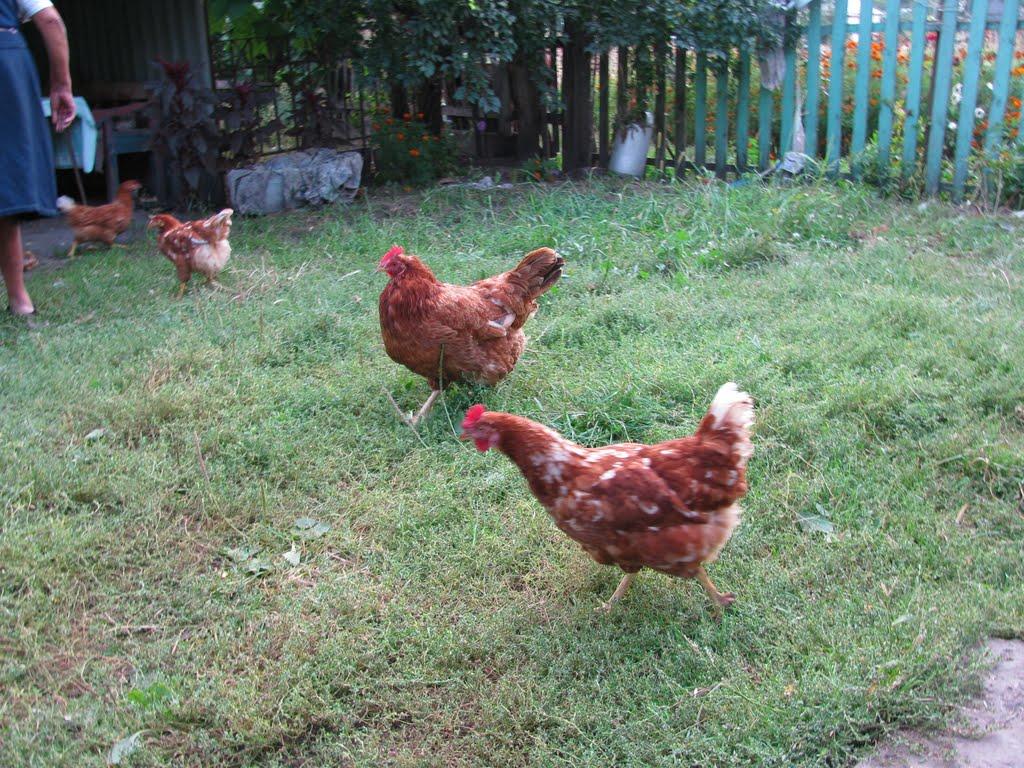 Плоске з panoramio.com - Плоске