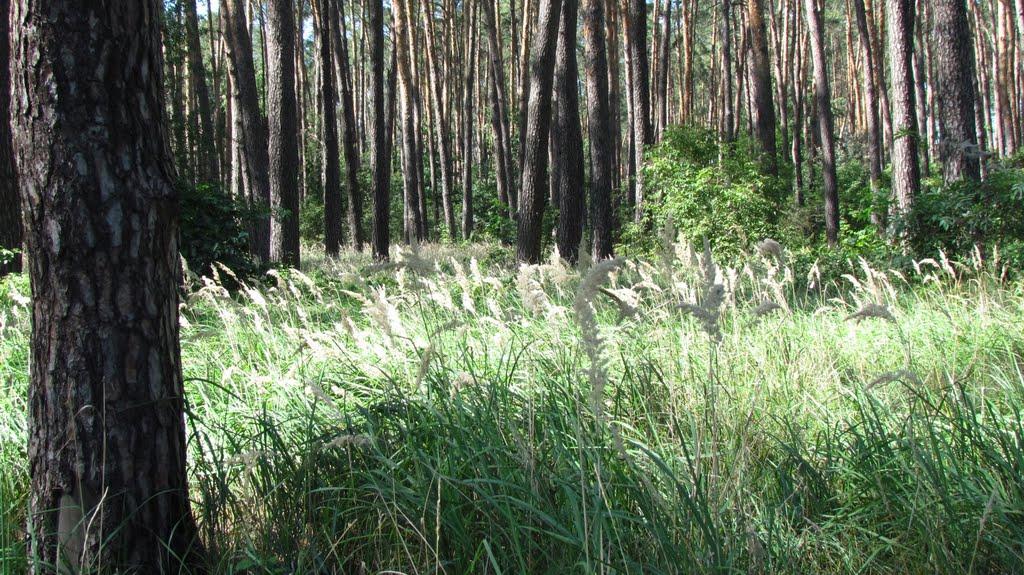 Старе з panoramio.com - Старое