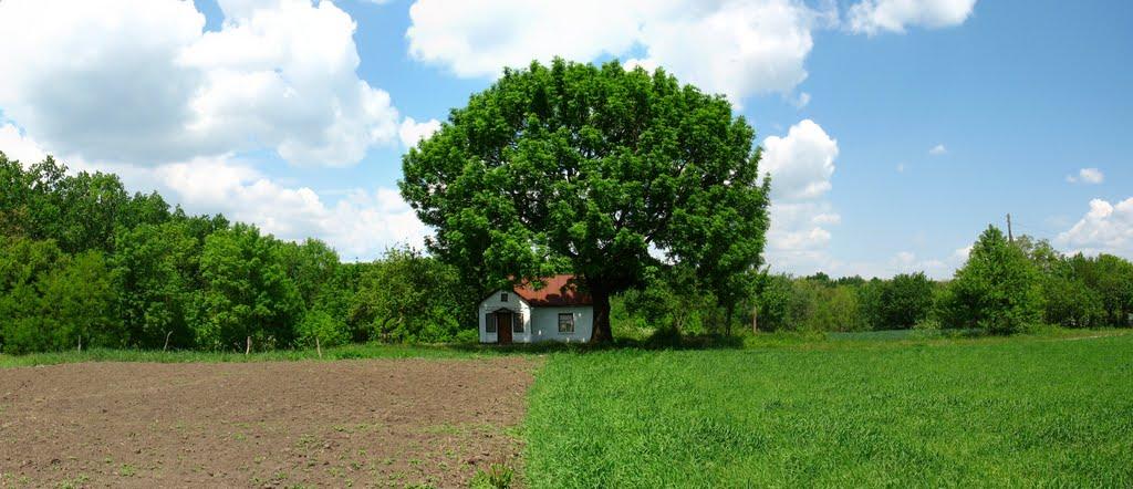 Соколівка з panoramio.com - Соколовка