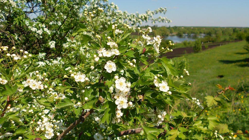 Козятин з panoramio.com - Kozyatyn