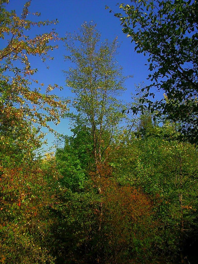 Плотинне з panoramio.com - Плотинное