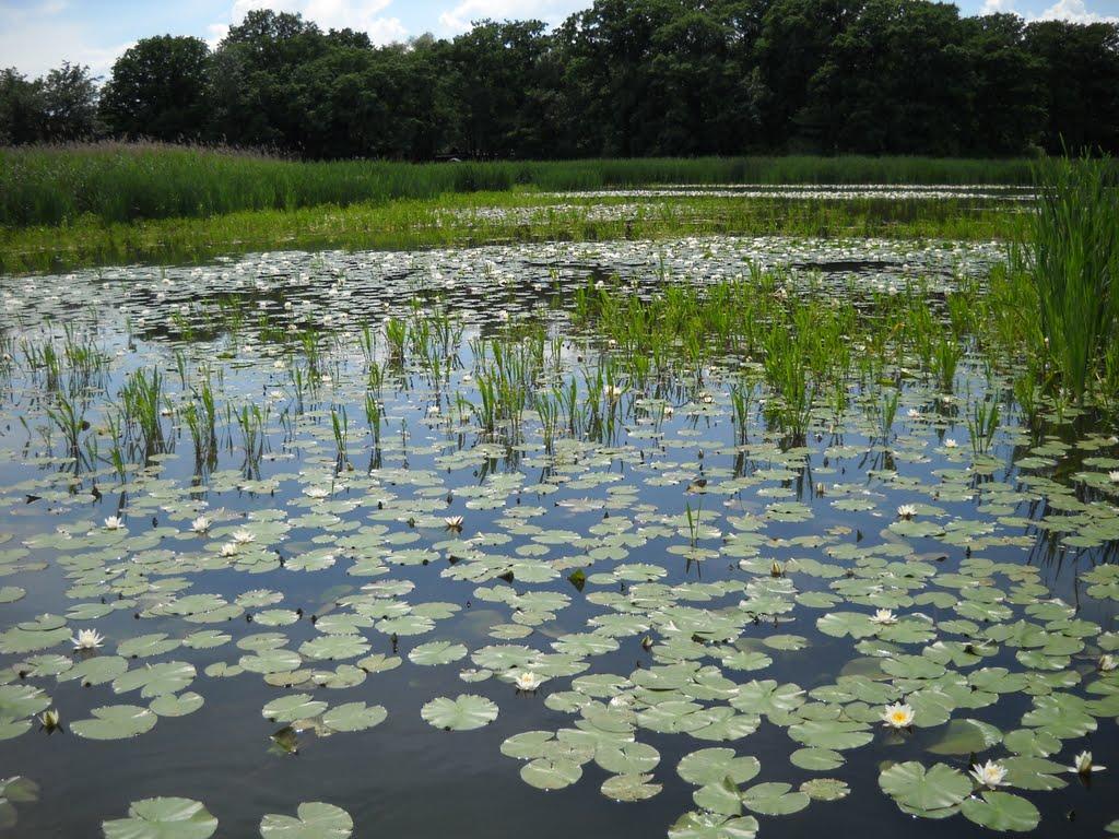 Сокільники з panoramio.com - Сокольники