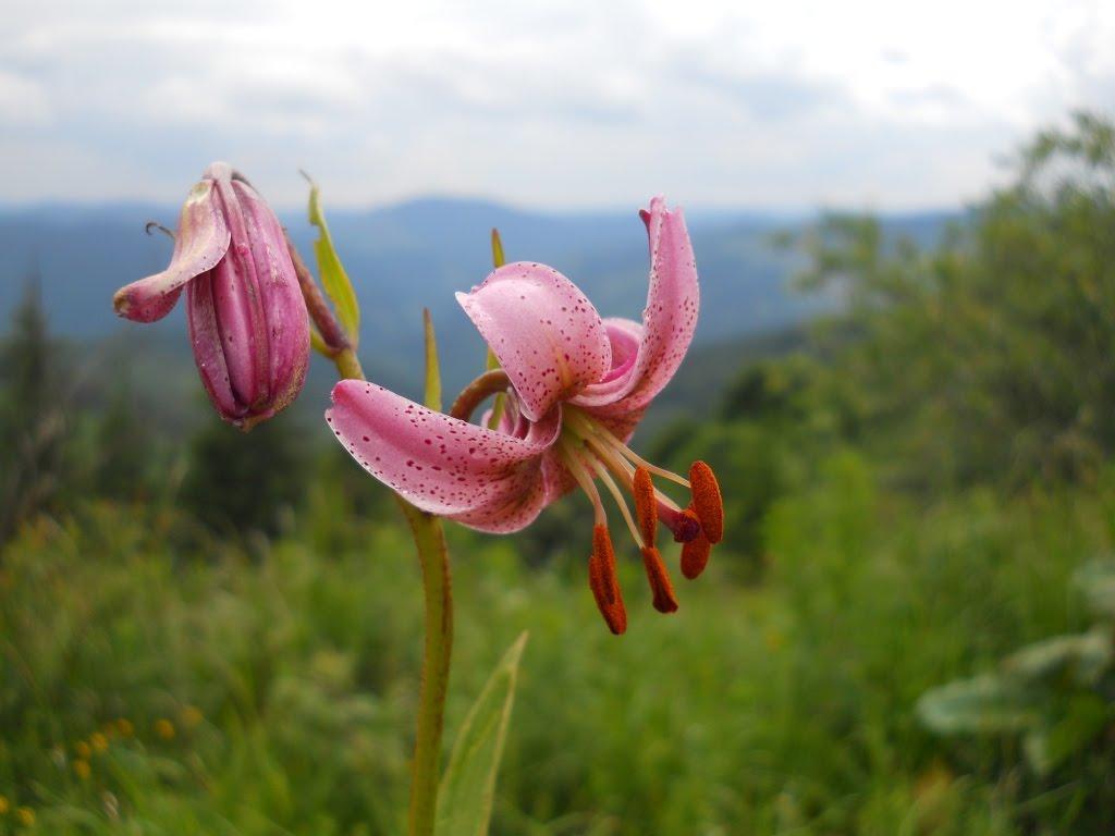Коростів з panoramio.com - Коростів