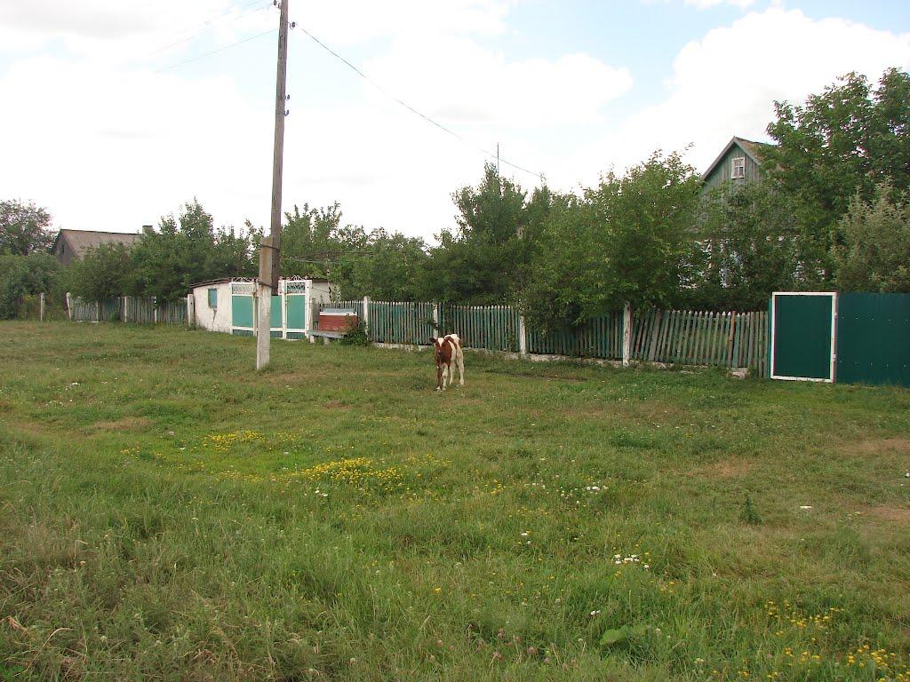 Рози Люксенбург з panoramio.com - Нове Шахове