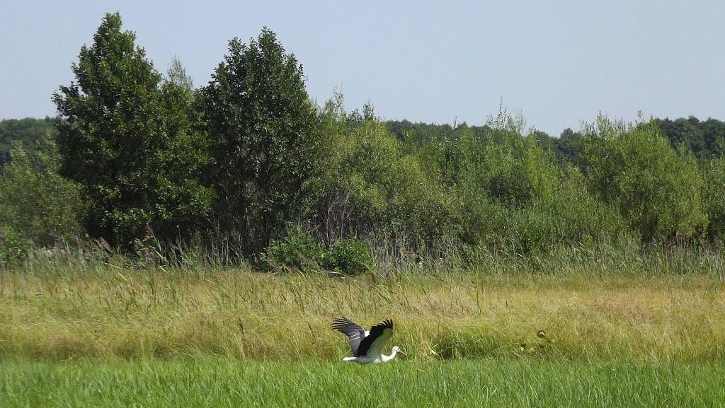 Яблунівка з panoramio.com - Яблунівка