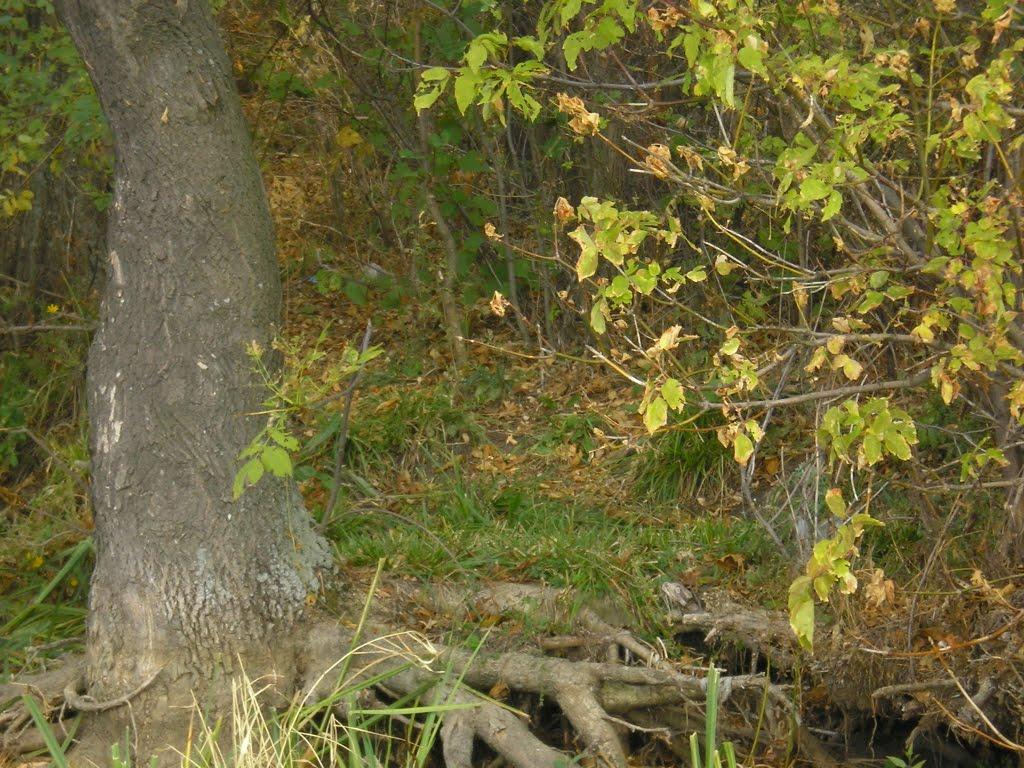 Золотий Колодязь з panoramio.com - Золотой Колодезь