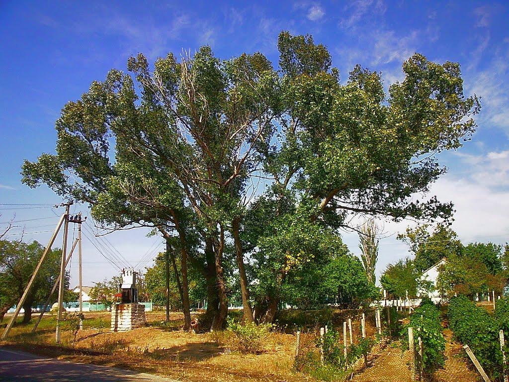 Кочергіне з panoramio.com - Кочергино