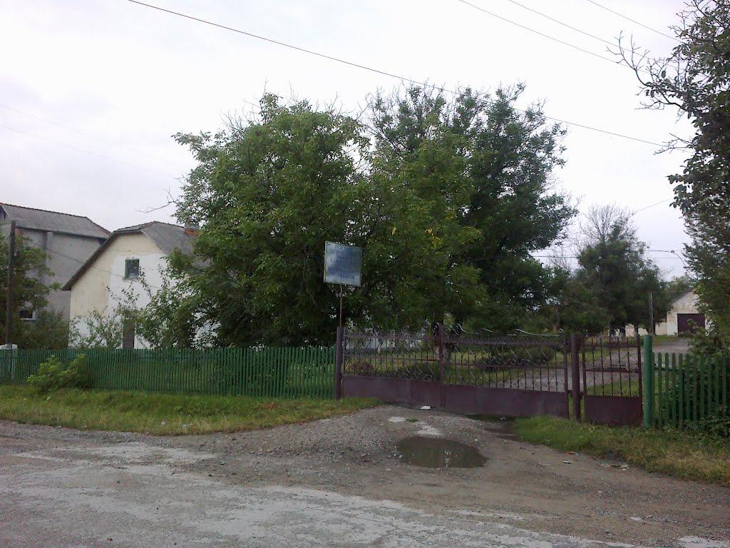 Кіцмань з panoramio.com - Кицмань