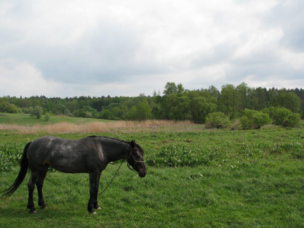 Волиця з panoramio.com - Volytsya