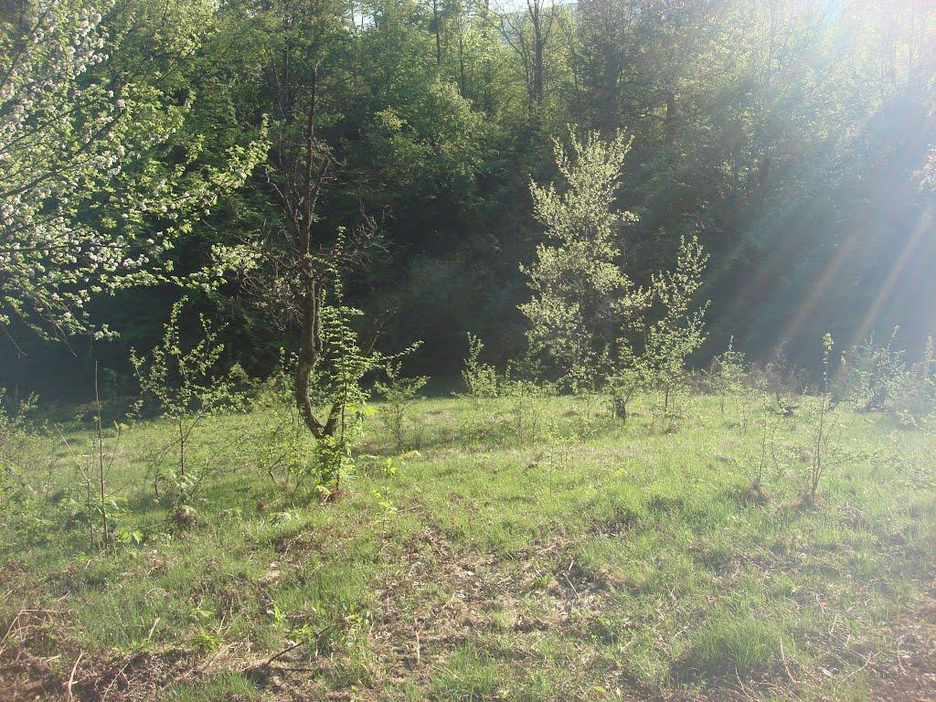 Синяк з panoramio.com - Синяк