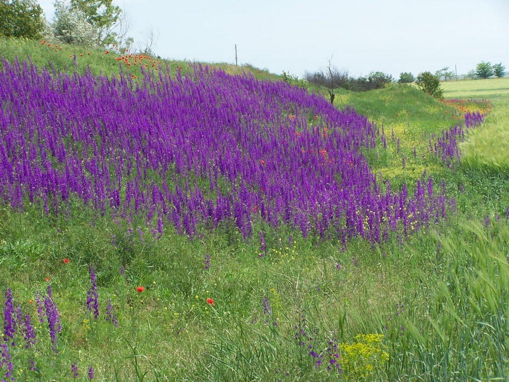 Внукове з panoramio.com - Vnukove