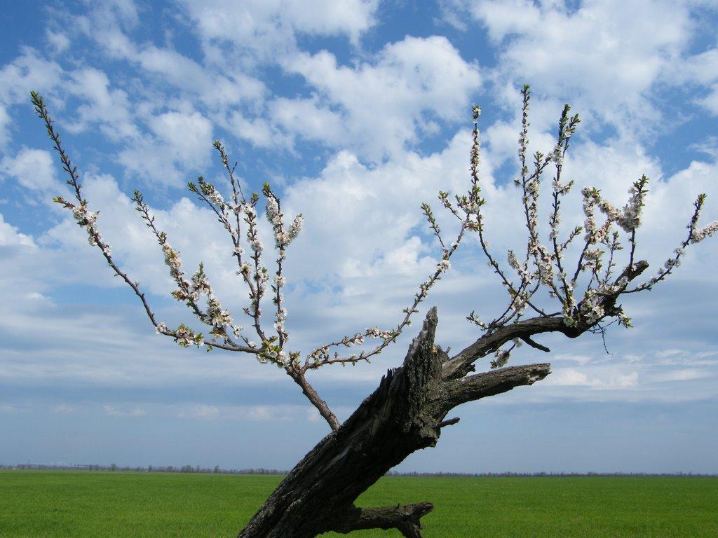 Лупареве з panoramio.com - Lupareve