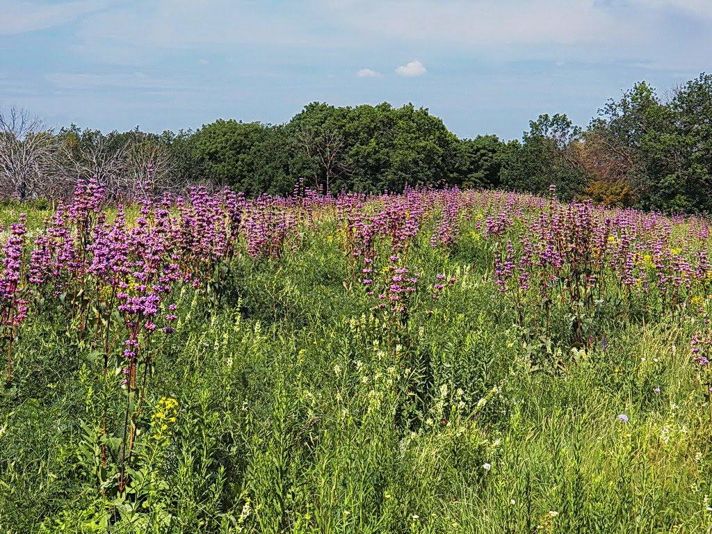 Міус з panoramio.com - Миус